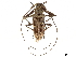  (Macropophora accentifer - CCDB-35899-D12)  @11 [ ] CreativeCommons - Attribution (2020) CBG Photography Group Smithsonian Institution