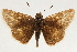  ( - CCDB-35901-D11)  @11 [ ] CreativeCommons - Attribution (2020) CBG Photography Group Smithsonian Institution