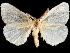  (Creagra liturata - CCDB-35902-F06)  @11 [ ] CreativeCommons - Attribution (2020) CBG Photography Group Smithsonian Institution