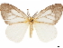  (Etobema eleuterioides - CCDB-35902-F10)  @11 [ ] CreativeCommons - Attribution (2020) CBG Photography Group Smithsonian Institution