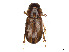  (Aidophus - CCDB-37886-F10)  @11 [ ] CreativeCommons - Attribution Share - Alike (2023) CBG Photography Group Centre for Biodiversity Genomics