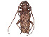  (Ostedes - CCDB-37894-C11)  @11 [ ] CreativeCommons - Attribution Share - Alike (2023) CBG Photography Group Centre for Biodiversity Genomics