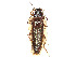  ( - CCDB-37895-C07)  @11 [ ] CreativeCommons - Attribution Share - Alike (2023) CBG Photography Group Centre for Biodiversity Genomics