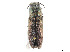  (Chrysochroinae_incertae_sedis - CCDB-37896-D06)  @11 [ ] CreativeCommons - Attribution Share - Alike (2023) CBG Photography Group Centre for Biodiversity Genomics