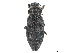  (Trachykele nimbosa - CCDB-37896-F05)  @11 [ ] CreativeCommons - Attribution Share - Alike (2023) CBG Photography Group Centre for Biodiversity Genomics