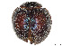  ( - CCDB-37898-G09)  @11 [ ] CreativeCommons - Attribution Share - Alike (2023) CBG Photography Group Centre for Biodiversity Genomics