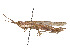  (Ermiacris - CCDB-45157-B03)  @11 [ ] CreativeCommons - Attribution Share - Alike (2023) CBG Photography Group Centre for Biodiversity Genomics
