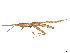  (Cylindrotettix - CCDB-45157-B08)  @11 [ ] CreativeCommons - Attribution Share - Alike (2023) CBG Photography Group Centre for Biodiversity Genomics