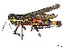  ( - CCDB-45157-B10)  @11 [ ] CreativeCommons - Attribution Share - Alike (2023) CBG Photography Group Centre for Biodiversity Genomics