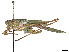  ( - CCDB-45157-F06)  @11 [ ] CreativeCommons - Attribution Share - Alike (2023) CBG Photography Group Centre for Biodiversity Genomics