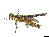  (Cornops - CCDB-45158-F01)  @11 [ ] CreativeCommons - Attribution Share - Alike (2023) CBG Photography Group Centre for Biodiversity Genomics