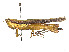  ( - CCDB-45158-F02)  @11 [ ] CreativeCommons - Attribution Share - Alike (2023) CBG Photography Group Centre for Biodiversity Genomics