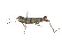  (Nadiacris - CCDB-45158-F03)  @11 [ ] CreativeCommons - Attribution Share - Alike (2023) CBG Photography Group Centre for Biodiversity Genomics
