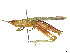  (Tucayaca - CCDB-45158-F05)  @11 [ ] CreativeCommons - Attribution Share - Alike (2023) CBG Photography Group Centre for Biodiversity Genomics