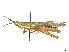  ( - CCDB-45158-F06)  @11 [ ] CreativeCommons - Attribution Share - Alike (2023) CBG Photography Group Centre for Biodiversity Genomics