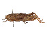  ( - CCDB-45158-G01)  @11 [ ] CreativeCommons - Attribution Share - Alike (2023) CBG Photography Group Centre for Biodiversity Genomics