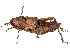  ( - CCDB-45158-G02)  @11 [ ] CreativeCommons - Attribution Share - Alike (2023) CBG Photography Group Centre for Biodiversity Genomics