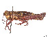 ( - CCDB-45158-G12)  @11 [ ] CreativeCommons - Attribution Share - Alike (2023) CBG Photography Group Centre for Biodiversity Genomics