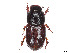  (Loraphodius - CCDB-45159-A12)  @11 [ ] CreativeCommons - Attribution Share - Alike (2023) CBG Photography Group Centre for Biodiversity Genomics