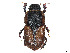  (Neocolobopterus kivuanus - CCDB-45159-B07)  @11 [ ] CreativeCommons - Attribution Share - Alike (2023) CBG Photography Group Centre for Biodiversity Genomics