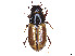  ( - CCDB-45159-B11)  @11 [ ] CreativeCommons - Attribution Share - Alike (2023) CBG Photography Group Centre for Biodiversity Genomics