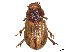  ( - CCDB-45159-D01)  @11 [ ] CreativeCommons - Attribution Share - Alike (2023) CBG Photography Group Centre for Biodiversity Genomics