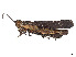  ( - CCDB-45160-A12)  @11 [ ] CreativeCommons - Attribution Share - Alike (2023) CBG Photography Group Centre for Biodiversity Genomics