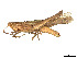  (Duroniella - CCDB-45160-B11)  @11 [ ] CreativeCommons - Attribution Share - Alike (2023) CBG Photography Group Centre for Biodiversity Genomics