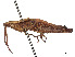  (Pseudophlaeoba - CCDB-45160-C07)  @11 [ ] CreativeCommons - Attribution Share - Alike (2023) CBG Photography Group Centre for Biodiversity Genomics
