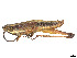  (Rhabdoplea - CCDB-45160-C09)  @11 [ ] CreativeCommons - Attribution Share - Alike (2023) CBG Photography Group Centre for Biodiversity Genomics