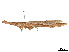  ( - CCDB-45160-F08)  @11 [ ] CreativeCommons - Attribution Share - Alike (2023) CBG Photography Group Centre for Biodiversity Genomics