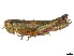  ( - CCDB-45160-F12)  @11 [ ] CreativeCommons - Attribution Share - Alike (2023) CBG Photography Group Centre for Biodiversity Genomics