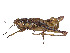  (Prumna primnoa - CCDB-45160-G01)  @11 [ ] CreativeCommons - Attribution Share - Alike (2023) CBG Photography Group Centre for Biodiversity Genomics