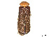  (Asiosilis - CCDB-45161-E09)  @11 [ ] CreativeCommons - Attribution Share - Alike (2023) CBG Photography Group Centre for Biodiversity Genomics