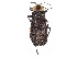  (Discodon - CCDB-45161-E12)  @11 [ ] CreativeCommons - Attribution Share - Alike (2023) CBG Photography Group Centre for Biodiversity Genomics