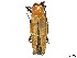  ( - CCDB-45161-G03)  @11 [ ] CreativeCommons - Attribution Share - Alike (2023) CBG Photography Group Centre for Biodiversity Genomics