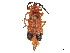  (Lycostomus - CCDB-45161-H11)  @11 [ ] CreativeCommons - Attribution Share - Alike (2023) CBG Photography Group Centre for Biodiversity Genomics