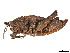  ( - CCDB-45167-B09)  @11 [ ] CreativeCommons - Attribution Share - Alike (2023) CBG Photography Group Centre for Biodiversity Genomics