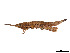  (Orthacridini - CCDB-45167-C02)  @11 [ ] CreativeCommons - Attribution Share - Alike (2023) CBG Photography Group Centre for Biodiversity Genomics