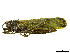  (Phymateus - CCDB-45167-C05)  @11 [ ] CreativeCommons - Attribution Share - Alike (2023) CBG Photography Group Centre for Biodiversity Genomics