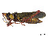  (Taphronota - CCDB-45167-C08)  @11 [ ] CreativeCommons - Attribution Share - Alike (2023) CBG Photography Group Centre for Biodiversity Genomics