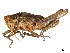  (Alcamenes - CCDB-45167-D11)  @11 [ ] CreativeCommons - Attribution Share - Alike (2023) CBG Photography Group Centre for Biodiversity Genomics