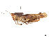  ( - CCDB-45167-E04)  @11 [ ] CreativeCommons - Attribution Share - Alike (2023) CBG Photography Group Centre for Biodiversity Genomics