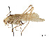  (Anisotima - CCDB-45167-H09)  @11 [ ] CreativeCommons - Attribution Share - Alike (2023) CBG Photography Group Centre for Biodiversity Genomics