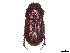  (Paulianellus - CCDB-45168-A01)  @11 [ ] CreativeCommons - Attribution Share - Alike (2023) CBG Photography Group Centre for Biodiversity Genomics
