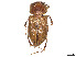  (Podotenus - CCDB-45168-A06)  @11 [ ] CreativeCommons - Attribution Share - Alike (2023) CBG Photography Group Centre for Biodiversity Genomics