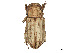  (Sybax distortus - CCDB-45168-C01)  @11 [ ] CreativeCommons - Attribution Share - Alike (2023) CBG Photography Group Centre for Biodiversity Genomics