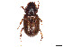  (Cephalocyclus durangoensis - CCDB-45169-D08)  @11 [ ] CreativeCommons - Attribution Share - Alike (2023) CBG Photography Group Centre for Biodiversity Genomics