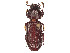  ( - CCDB-45170-D01)  @11 [ ] CreativeCommons - Attribution Share - Alike (2023) CBG Photography Group Centre for Biodiversity Genomics