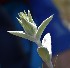  (Sideritis elica - SOM_172837)  @11 [ ] by-nc-nd (2008) Ina Aneva Institute of Biodiversity and Ecosystem Research